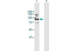 Western Blot analysis of ASXL2 expression in transfected 293T cell line by ASXL2 MaxPab polyclonal antibody.