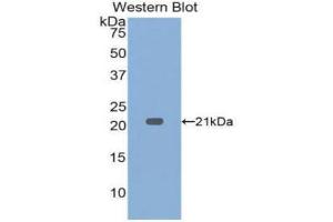 Western Blotting (WB) image for anti-Tumor Necrosis Factor alpha (TNF alpha) (AA 80-235) antibody (ABIN1860789) (TNF alpha Antikörper  (AA 80-235))