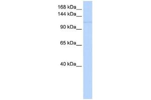 WB Suggested Anti-NEDD9 Antibody Titration:  0. (NEDD9 Antikörper  (Middle Region))