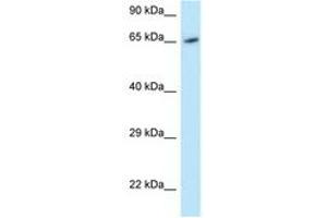 Image no. 1 for anti-Monooxygenase, DBH-Like 1 (MOXD1) (AA 434-483) antibody (ABIN6747745) (MOXD1 Antikörper  (AA 434-483))