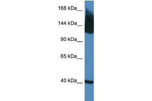 Western Blotting (WB) image for anti-Solute Carrier Family 12 (Potassium-Chloride Transporter) Member 5 (SLC12A5) (N-Term) antibody (ABIN2773836)