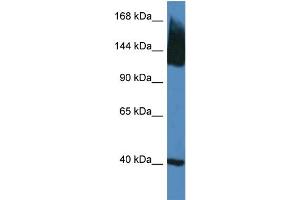 WB Suggested Anti-Slc12a5 Antibody   Titration: 1. (KCC2 Antikörper  (N-Term))
