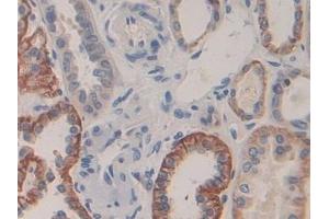 Immunohistochemistry (IHC) image for anti-Cadherin-16 (CDH16) (AA 37-287) antibody (ABIN7434509)