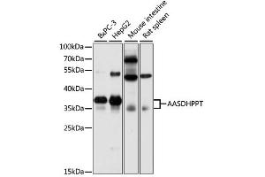 Western blot analysis of extracts of various cell lines, using AASDHPPT antibody (ABIN6291791) at 1:3000 dilution. (AASDHPPT Antikörper)