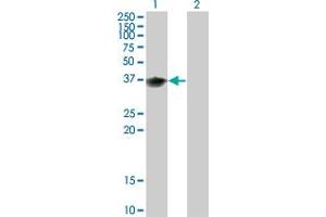Western Blot analysis of BOLL expression in transfected 293T cell line by BOLL monoclonal antibody (M02), clone 1E3. (BOLL Antikörper  (AA 185-283))