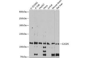 Western blot analysis of extracts of various cell lines, using C2CD5 antibody  at 1:1000 dilution. (C2CD5/KIAA0528 Antikörper  (AA 732-1051))