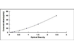 DPP4 ELISA Kit