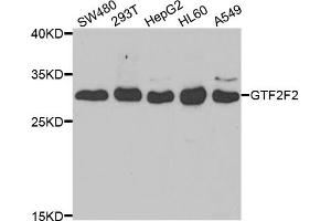 Western blot analysis of extracts of various cell lines, using GTF2F2 antibody. (GTF2F2 Antikörper)