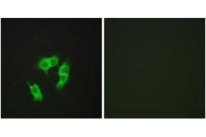 Immunofluorescence (IF) image for anti-Armadillo Repeat Containing, X-Linked 3 (ARMCX3) (AA 291-340) antibody (ABIN2889794) (ARMCX3 Antikörper  (AA 291-340))