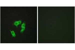 Immunofluorescence (IF) image for anti-Armadillo Repeat Containing, X-Linked 3 (ARMCX3) (AA 291-340) antibody (ABIN6766206) (ARMCX3 Antikörper  (AA 291-340))