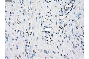 Image no. 9 for anti-Budding Uninhibited By Benzimidazoles 1 Homolog beta (Yeast) (BUB1B) antibody (ABIN1496996) (BUB1B Antikörper)