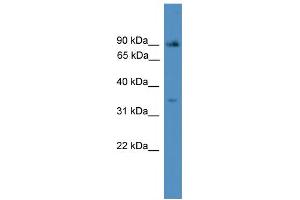WB Suggested Anti-ING2  Antibody Titration: 0. (ING2 Antikörper  (N-Term))
