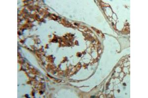 Used in DAB staining on fromalin fixed paraffin-embedded Testis tissue (PTH2R Antikörper  (AA 27-145))