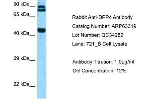 Western Blotting (WB) image for anti-Dipeptidyl-Peptidase 4 (DPP4) (C-Term) antibody (ABIN2789445) (DPP4 Antikörper  (C-Term))