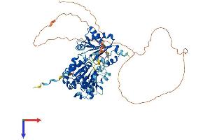 DDX17 Protein (AA 1-650) (His tag)