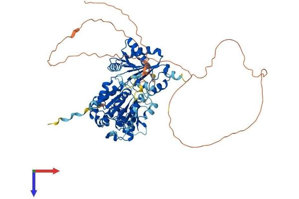 DDX17 Protein (AA 1-650) (His tag)