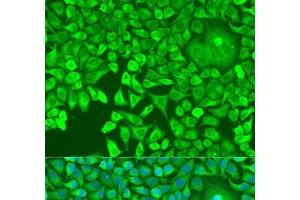 Immunofluorescence analysis of U2OS cells using pum1 Polyclonal Antibody at dilution of 1:100.