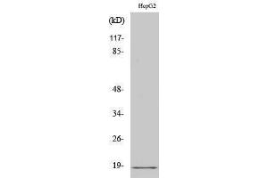 Western Blotting (WB) image for anti-Calmodulin 1 (Calm1) (Lys12) antibody (ABIN3183629)