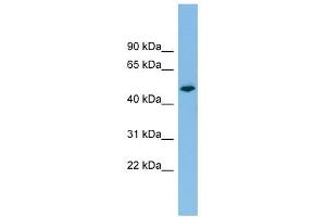PTPRR antibody used at 1 ug/ml to detect target protein. (PTPRR Antikörper  (N-Term))