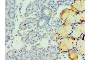 Immunohistochemistry of paraffin-embedded human pancreatic tissue using ABIN7173326 at dilution of 1:100 (TFF1 Antikörper  (AA 25-84))