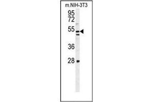 Western blot analysis of KIAA1609 Antibody (C-term) in mouse NIH-3T3 cell line lysates (35ug/lane). (KIAA1609 Antikörper  (C-Term))