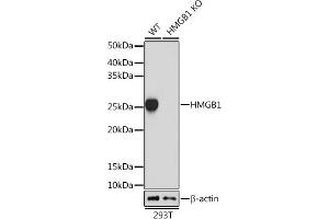 Western blot analysis of extracts from wild type (WT) and HMGB1 knockout (KO) 293T cells, using HMGB1 antibody (ABIN7267648) at 1:1000 dilution. (HMGB1 Antikörper)