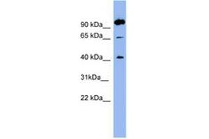 Image no. 1 for anti-Neurotensin Receptor 1 (High Affinity) (NTSR1) (AA 35-84) antibody (ABIN6741682)