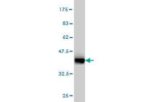 Western Blot detection against Immunogen (37.