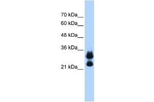 HIST1H1C antibody used at 0.