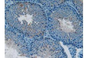 IHC-P analysis of Mouse Testis tissue, with DAB staining. (LTBR Antikörper  (AA 128-395))