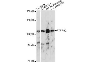 Western blot analysis of extracts of various cell lines, using PTPRN2 antibody. (PTPRN2 Antikörper)