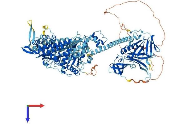 MYO1E Protein (AA 1-1108) (His tag)