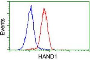 Flow cytometric analysis of HeLa cells with HAND1 monoclonal antibody, clone 1G10  (Red). (HAND1 Antikörper)