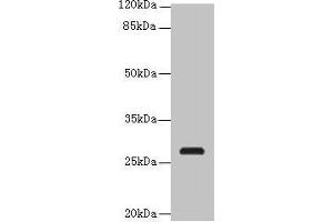 Western blot All lanes: C17orf64 antibody at 4 μg/mL + Mouse gonadal tissue Secondary Goat polyclonal to rabbit IgG at 1/10000 dilution Predicted band size: 28 kDa Observed band size: 28 kDa (C17orf64 Antikörper  (AA 111-236))