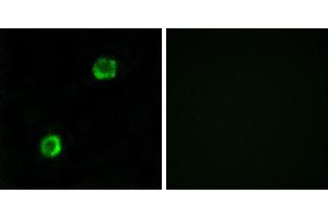 Peptide - +Immunofluorescence analysis of MCF-7cells, using APOL2 antibody. (Apolipoprotein L 2 Antikörper)