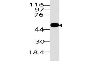 Image no. 1 for anti-RuvB-Like 1 (E. Coli) (RUVBL1) (AA 1-268) antibody (ABIN5027514) (RUVBL1 Antikörper  (AA 1-268))