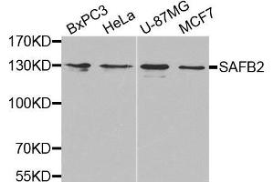 Western blot analysis of extracts of various cell lines, using SAFB2 antibody. (SAFB2 Antikörper  (AA 1-255))