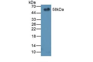 Western blot analysis of recombinant Mouse PEDF. (PEDF Antikörper  (AA 19-389))