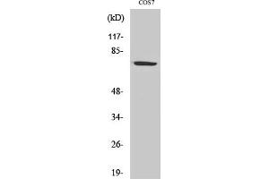 Western Blot analysis of COS7 cells using HSP A9 Polyclonal Antibody diluted at 1:2000.
