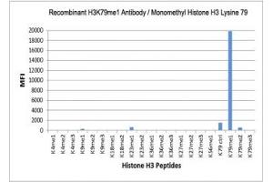 The recombinant H3K79me1 antibody specifically reacts to Histone H3 monomethylated at Lysine 79 (K79me1). (Rekombinanter Histone 3 Antikörper  (meLys79))