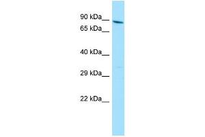WB Suggested Anti-YTHDC1 Antibody Titration: 1. (YTHDC1 Antikörper  (N-Term))
