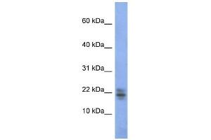 WB Suggested Anti-RNASE1 Antibody Titration:  0.