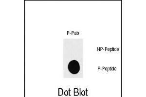 Dot blot analysis of anti-RPS6KB1-p Phospho-specific Pab (ABIN389748 and ABIN2839679) on nitrocellulose membrane. (RPS6KB1 Antikörper  (pSer418))