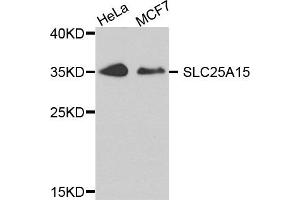 Western blot analysis of extract of HeLa and MCF7 cells, using SLC25A15 antibody. (SLC25A15 Antikörper)