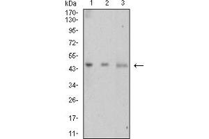 Western Blotting (WB) image for anti-Lymphotoxin beta Receptor (TNFR Superfamily, Member 3) (LTBR) (AA 31-227) antibody (ABIN7193282)