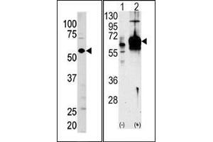 (LEFT)Western blot analysis of anti-GUCY1A3 Pab in mouse brain tissue lysate (35ug/lane). (GUCY1A1 Antikörper  (N-Term))
