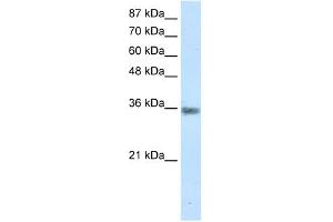 MNAT1 antibody (20R-1192) used at 0.