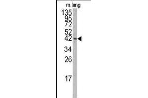 Western blot analysis of anti-PK14 Antibody (/) f in mouse lung tissue lysates (35 μg/lane). (MAPK14 Antikörper  (AA 158-192))