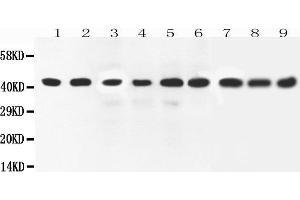 Western Blotting (WB) image for anti-Mitogen-Activated Protein Kinase 1 (MAPK1) (AA 348-360), (C-Term) antibody (ABIN3042634)