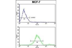 GABARL2 Antibody 1822d FC analysis of MCF-7 cells (bottom histogram) compared to a negative control cell (top histogram). (GABARAPL2 Antikörper)